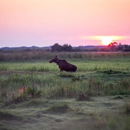 Domek Blisko Biebrzy Radzilow Exteriör bild