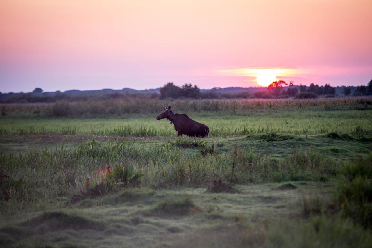 Domek Blisko Biebrzy Radzilow Exteriör bild